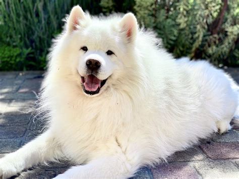 White Magic Samoyed Breeders: How Their Prices Reflect Quality